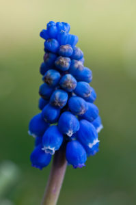 Blauw druifje